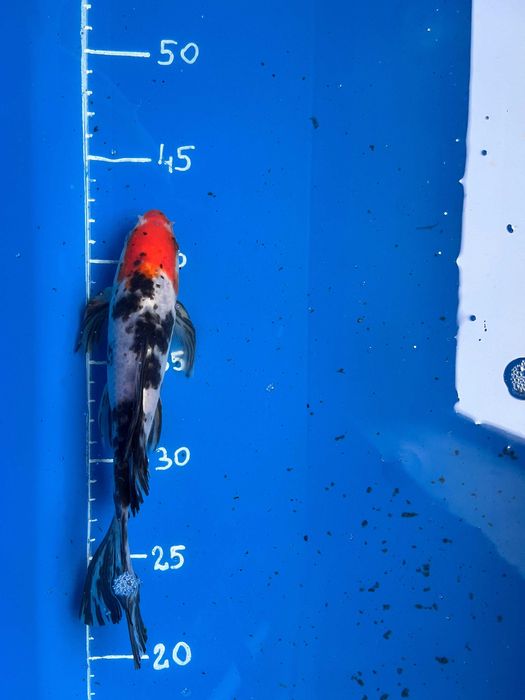 Karpie koi long fin butterfly ryby do stawu oczka wodnego