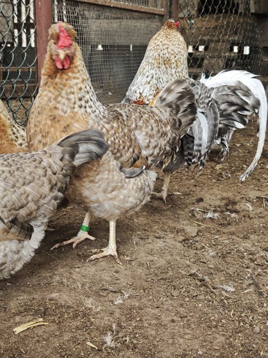 Jaja lęgowe LEGBAR CREAM