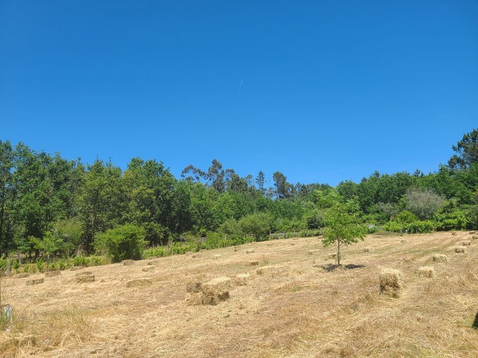 Fardos de feno bravo