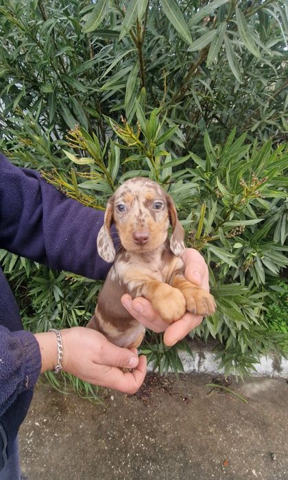 Teckel Choco Merle Fêmea