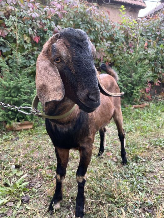 Англо-нубийский козлик вязка