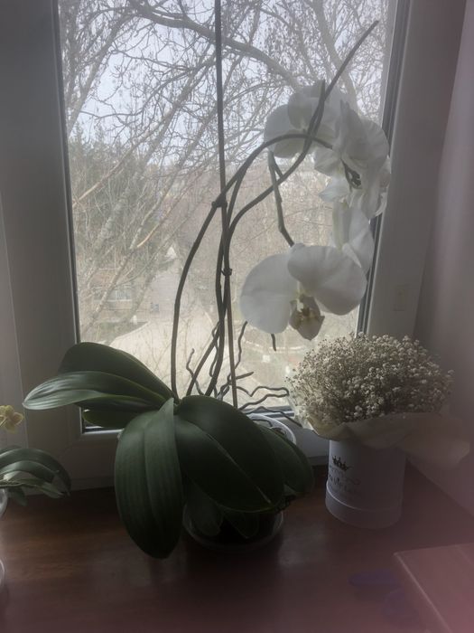 Продам красуні Орхідеї