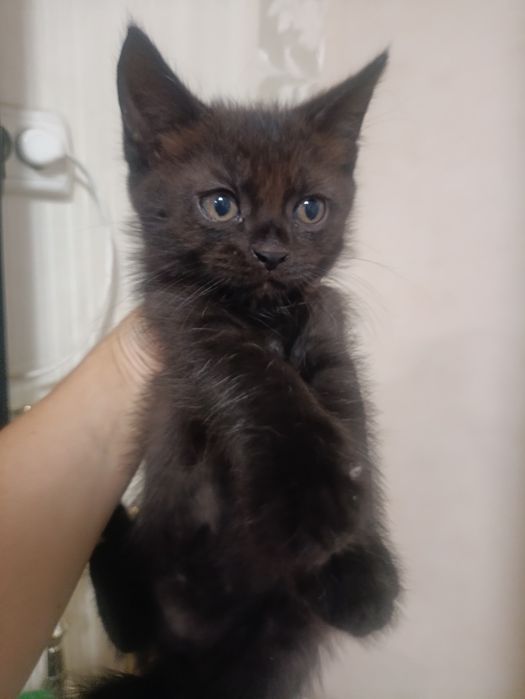 Котёнок Мейн-кун мальчик 1.5  месяца