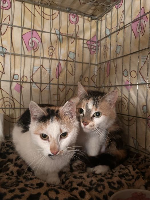 Cudowne kicie do adopcji’