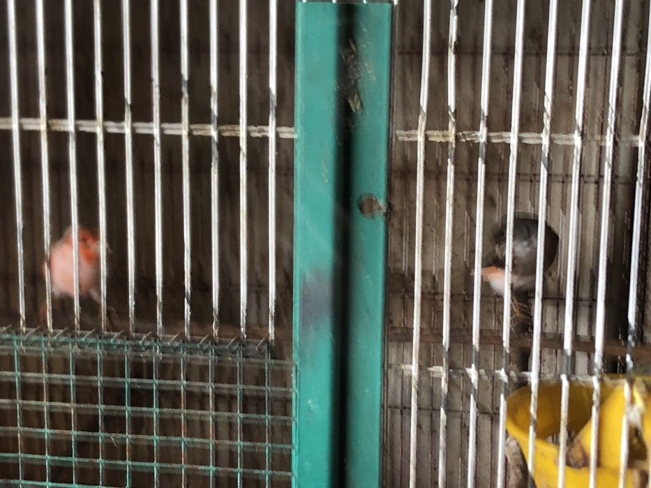 Cananios disponiveis ..