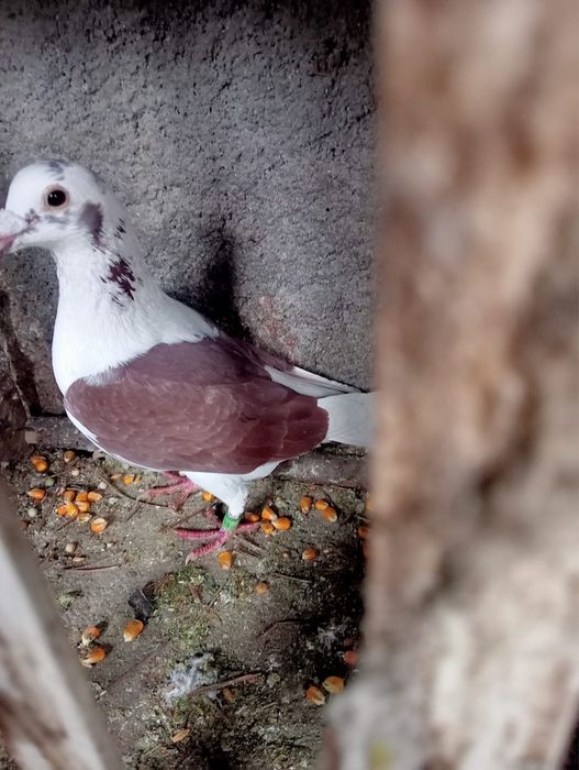 Pombos Correios em Braga