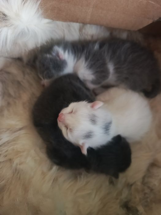 Безкоштовно!!! Муркотяще щастя в добрі руки