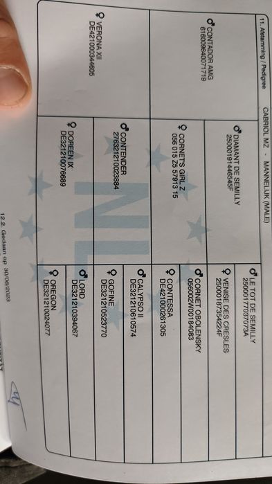 Wałach 3 lata po Contandor AMG