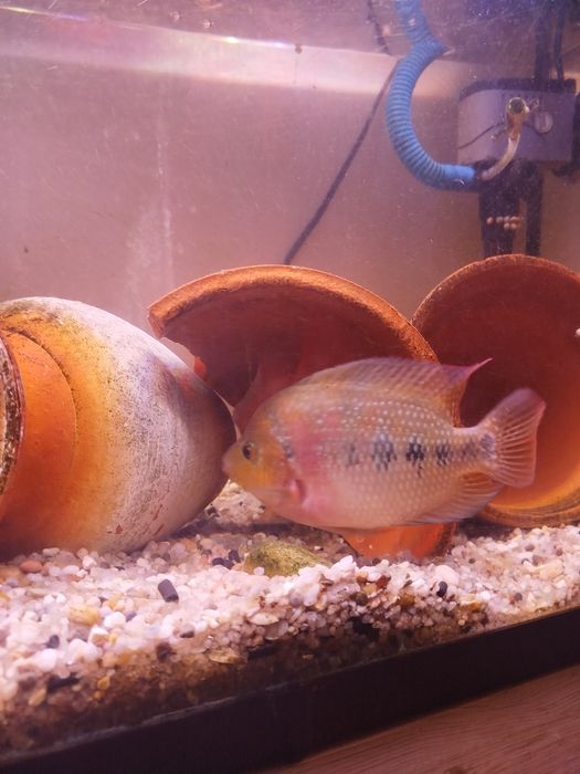 Casal Flowerhorn mix  Papagaio 14–17 CM – OPORTUNIDADE