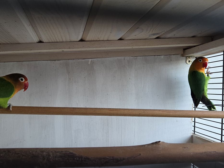 Para ceder rosicolis