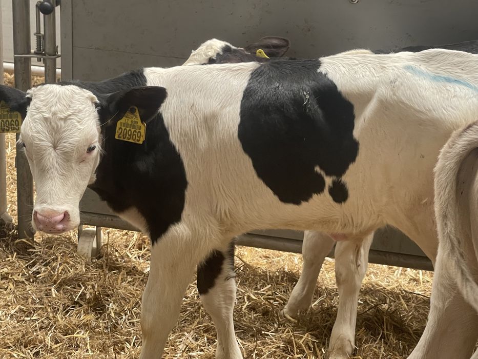 Cielaki byczki jałóweczki odsadki
