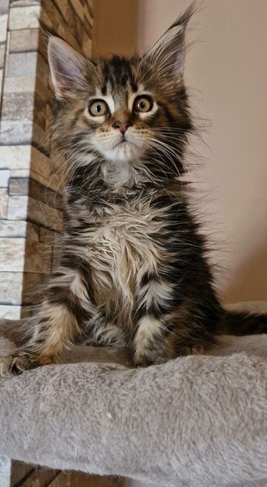 Femia    MAINE COON  com  LOP