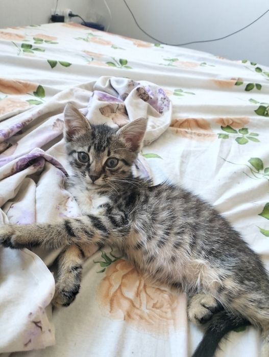 Кошеня добрі руки