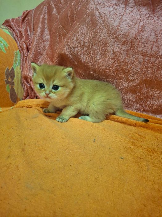 Продаж Кошенят Британська Золота Шиншила