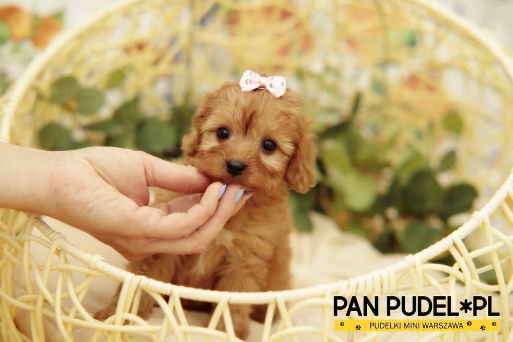 Cavapoo f1b Zjawiskowa Suczka Jak Laleczka Płowa Ruda Niedługo Odbiór