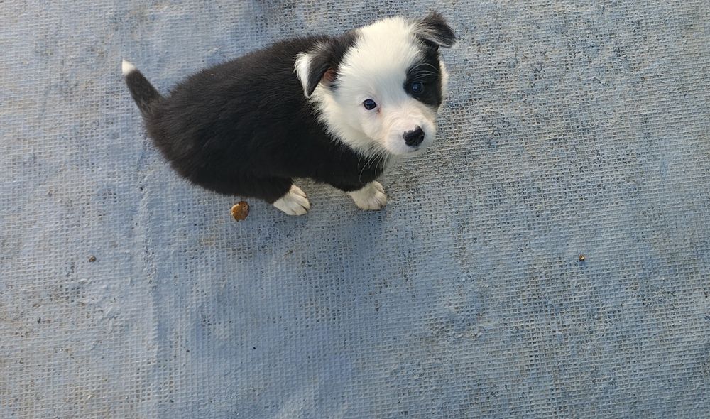 Border collie fêmea pura