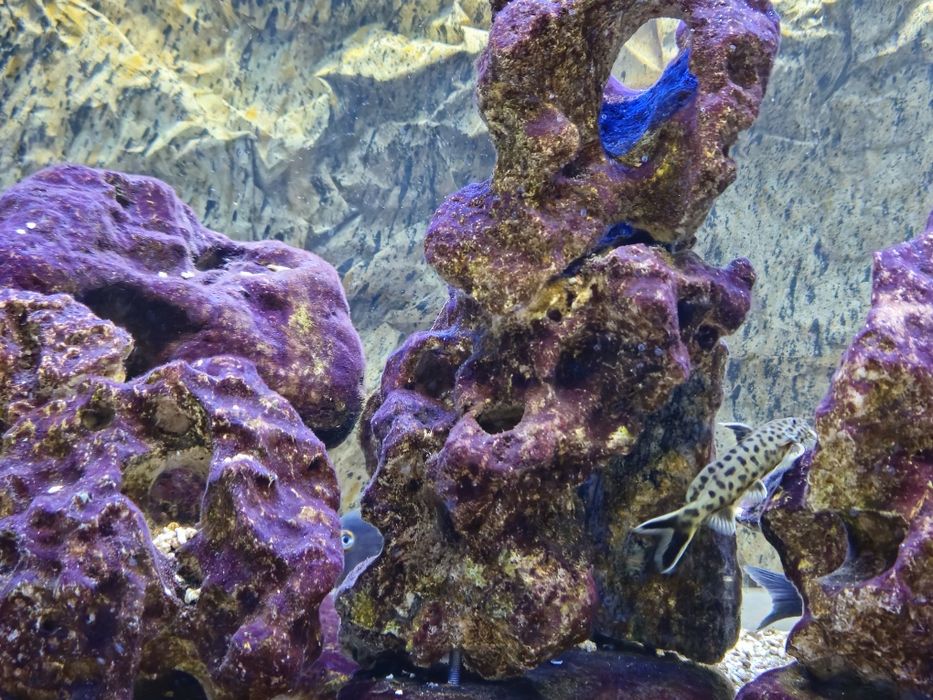 Tropheus,  Synodontis petricola, peixes , Lago  Tanganika
