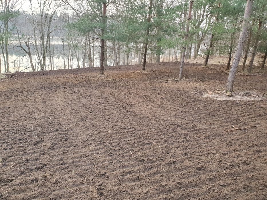 Wycinka drzew, samosiejek, czyszczenie działek.