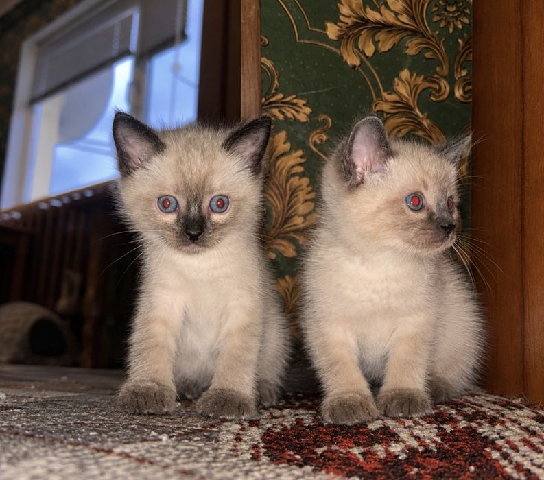 Продам кошенят сіамських