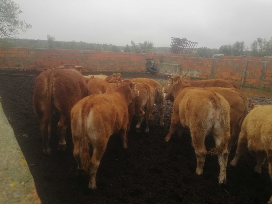 Novilhas/vitelos Limousines Puras