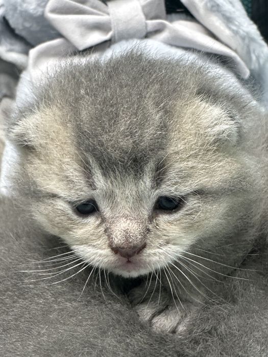 Gatinho britânico de cor ouro azul