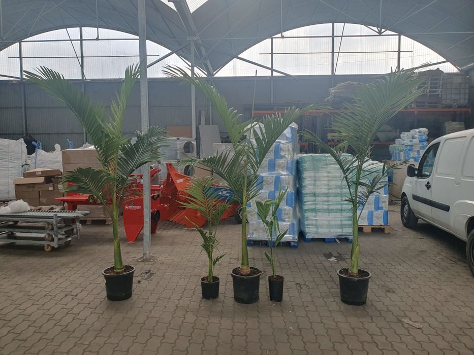 Palmeiras Raras / exóticas