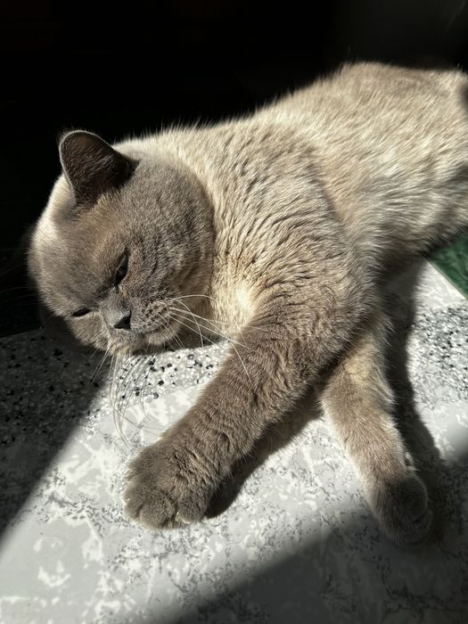Вʼязка шотлендець прямовухий