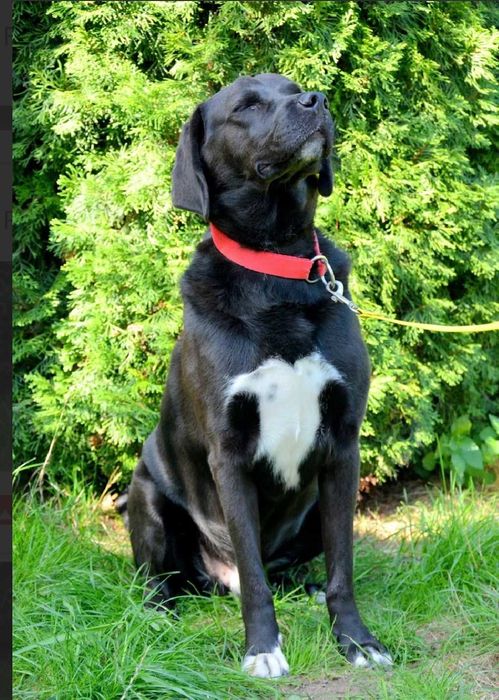 KENZIK radosny, lubi zabawy z psami do adopcji