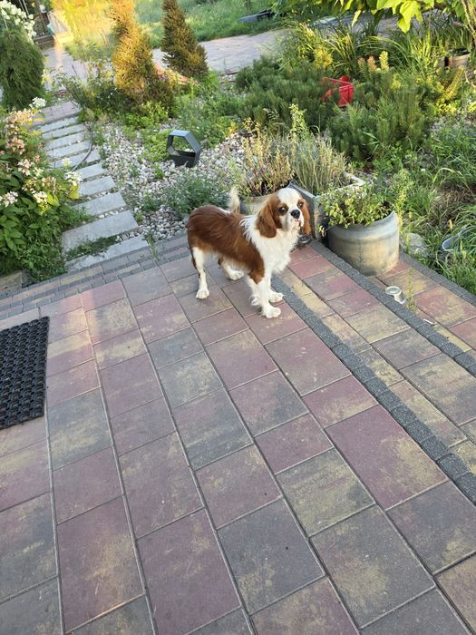 Cavalier king charles spaniel - podrostek