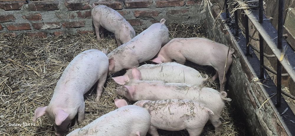 Prosięta na sprzedaż i maciora