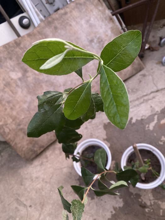 Arvore de feijoa