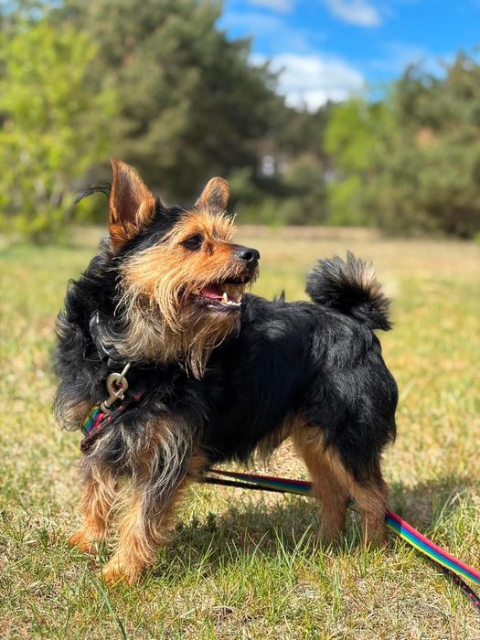 Szorstkowłosy, bystry i żywiołowy terrier Ron