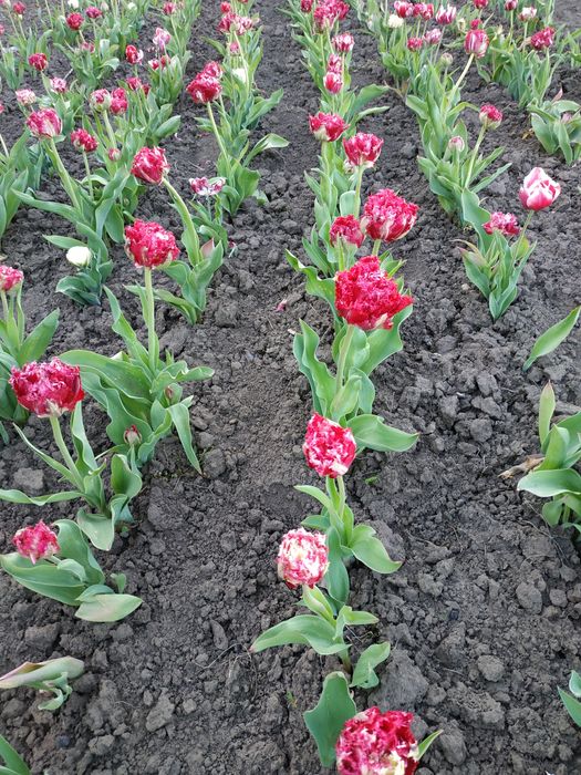 Тюльпани цибулини гофровані