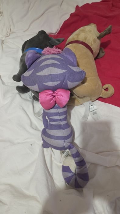 Bingo , rolley e gata