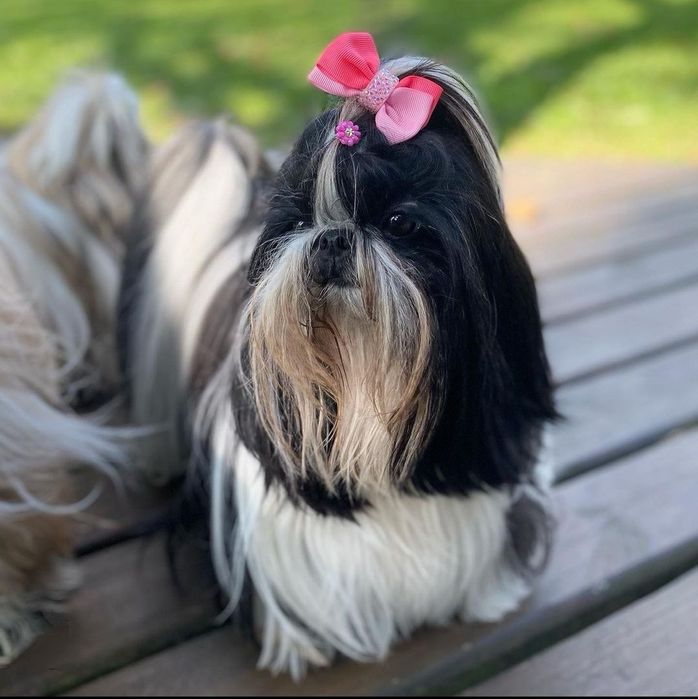 Mini SHIH TZU biało czarna Rodowód wyprawka biało czarny