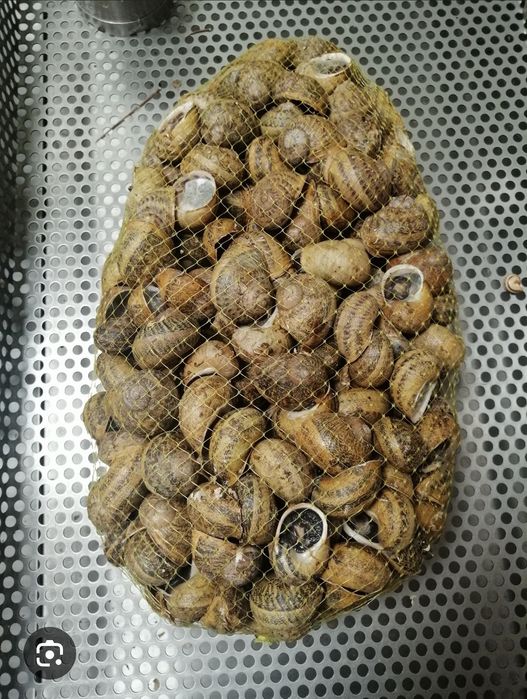 Caracoletas 5 kilinhos deliciosas para entregas