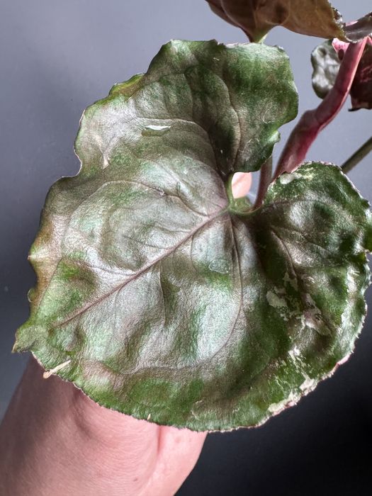 Syngonium Strawbeery Ice