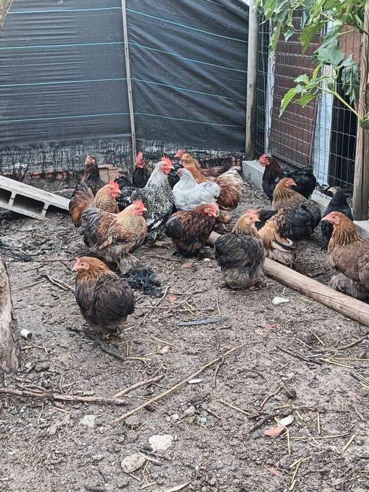 Pekins Várias Cores
