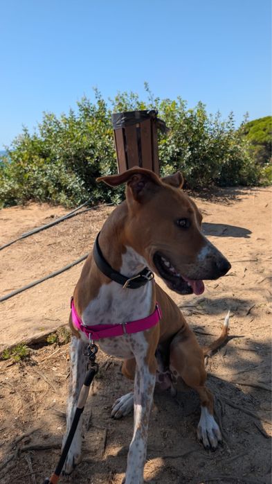 Cão 9-10 meses com energia  precisa de lar permanente