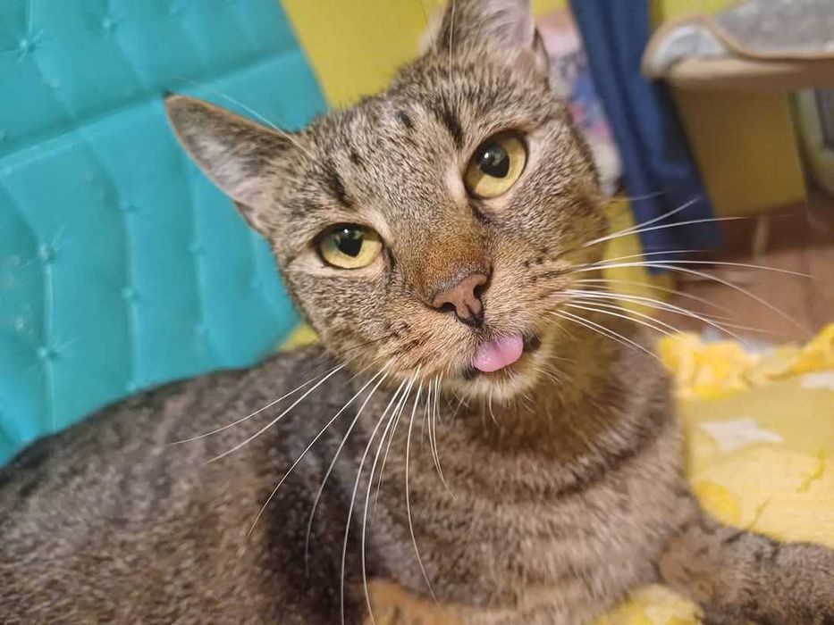 Kotka szuka nowego domu.