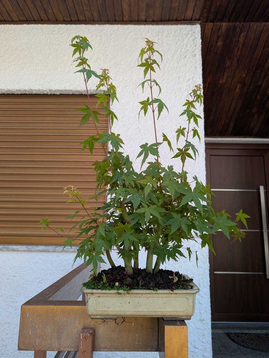 Pré Bonsai Acer Palmatum