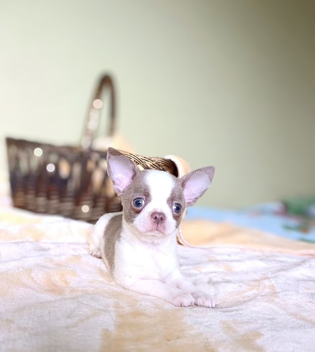 Просто пупсік хлопчик