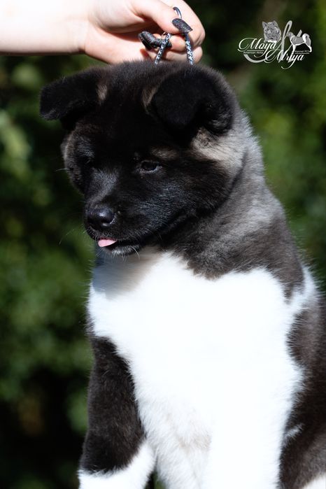 Американська акіта/ американская акита / american akita