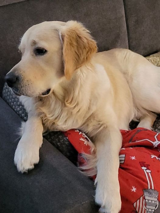 Golden Retriever ZkwP FCI piesek