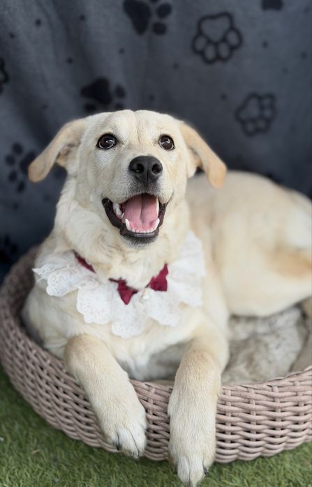 Лабродор дівчинка цуценя