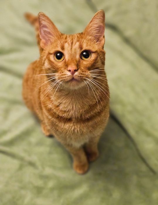 Rudy kot Gustawik szuka domu.