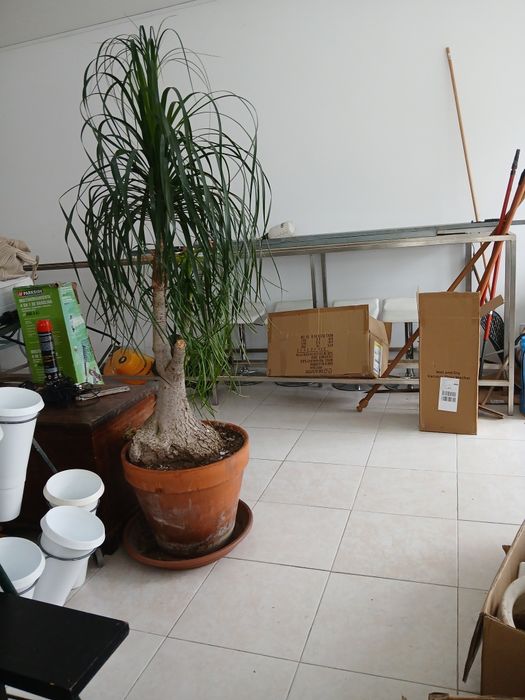 Planta Neolina Beaucarnea . Bonsai maravilhoso.