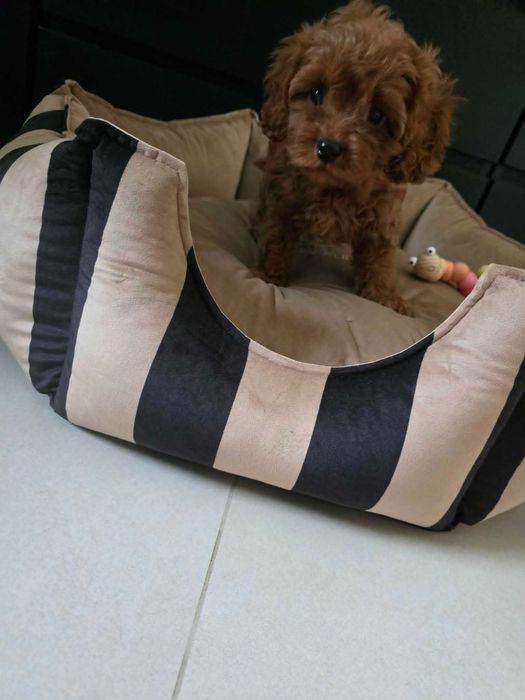 Cavapoo Dziewczynka