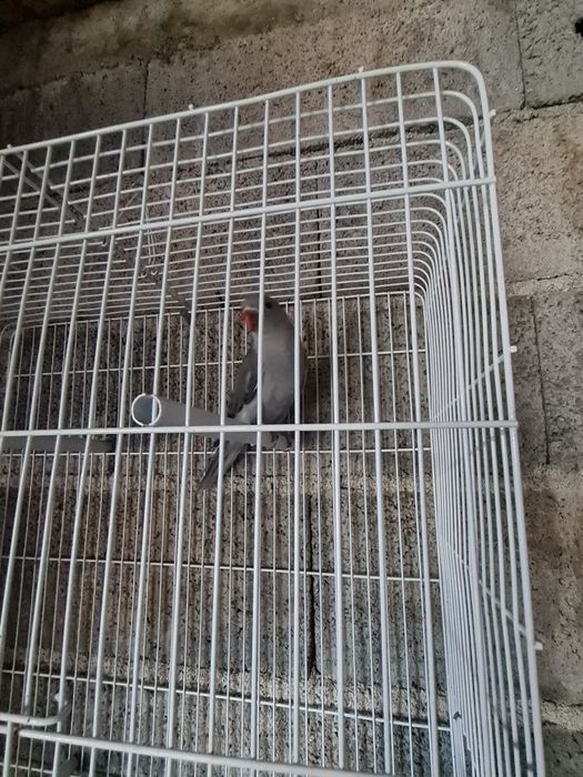 Ring neck com gaiola