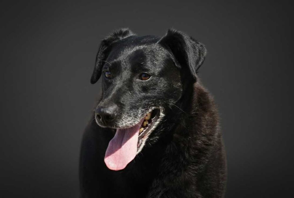 GUSTAW - starszy , łagodny pies w typie labrador